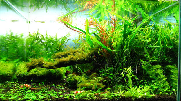 Aquascape