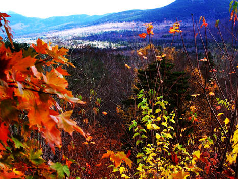 it's fall in the white mountains