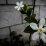 Jasminum Officinale L.