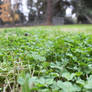 Simple Clover Patch