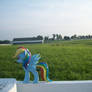 Thoroughbred Horses at Calumet farm