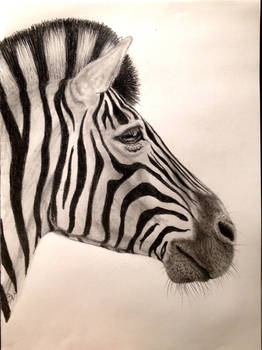 zebra