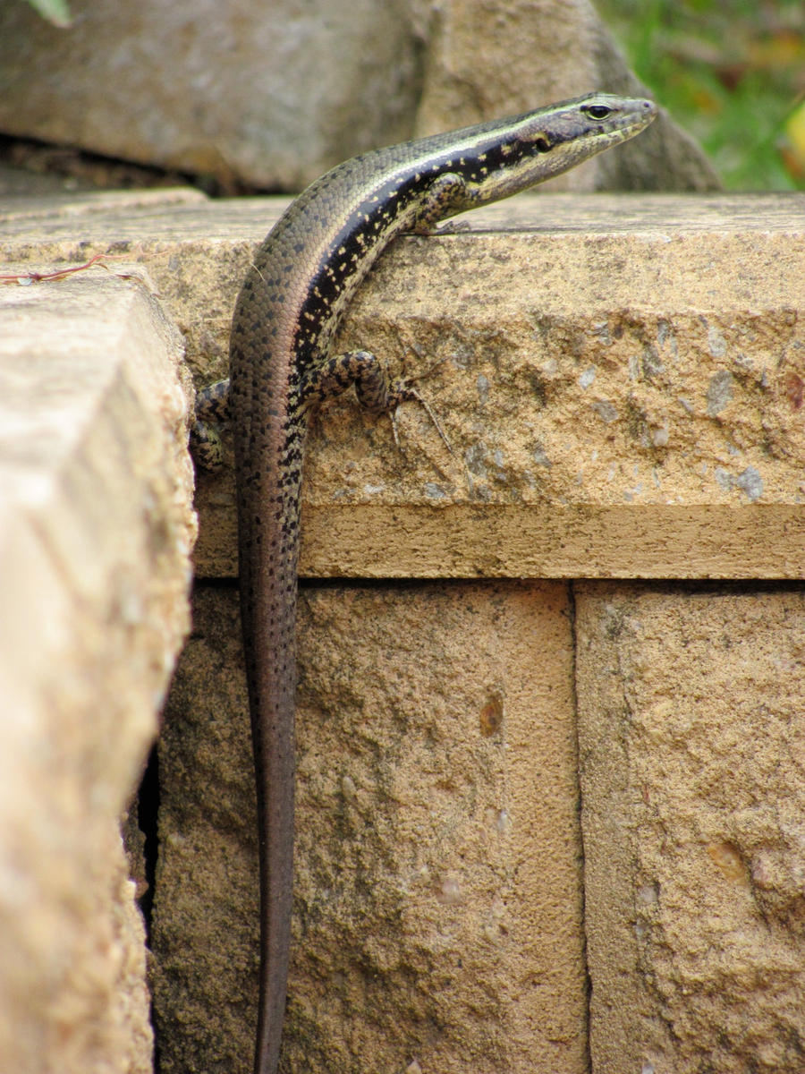 Lizard In The Corner