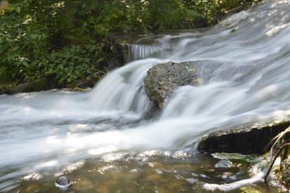 forest brook