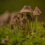 mushrooms II