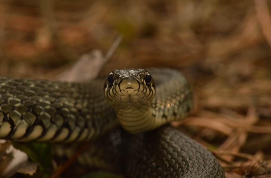 Cap Natrix Natrix by strcplp3 on DeviantArt