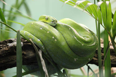 Green Tree Python