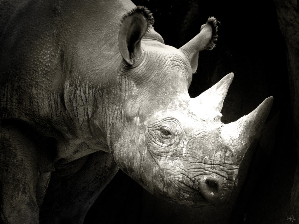 Rhino I