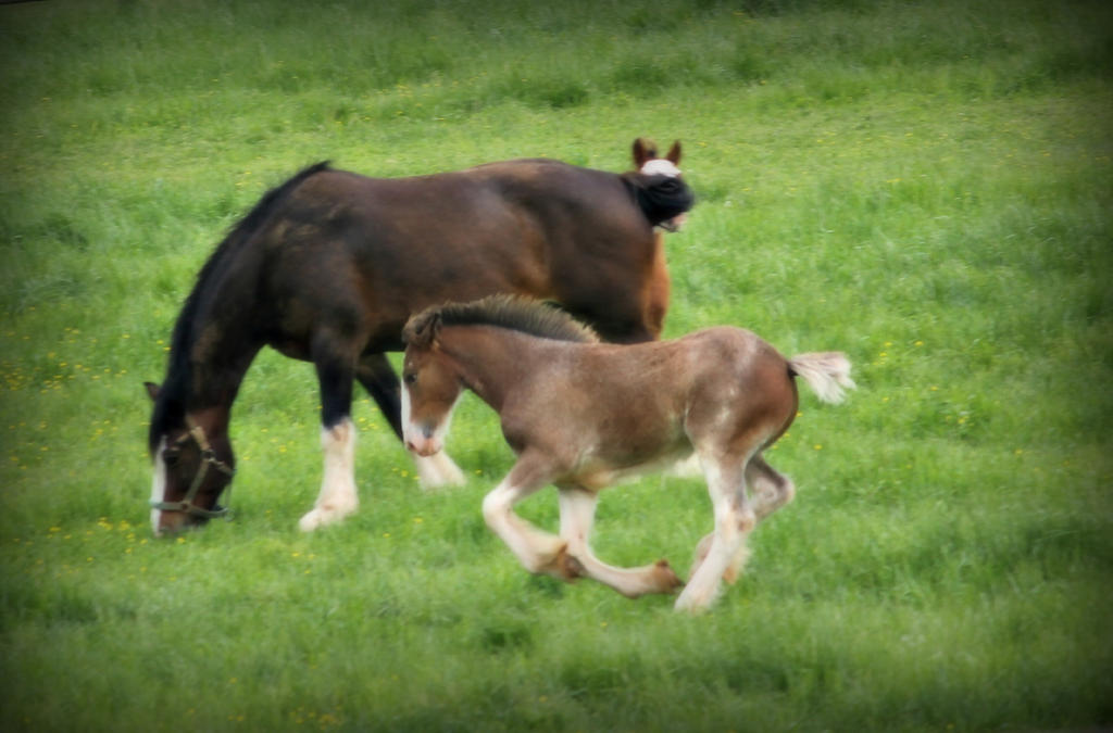 Clydesdale Foal II
