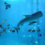 Whale Shark