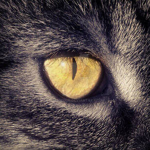 Cat's Eye