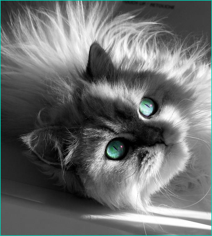 Turquoise eyes