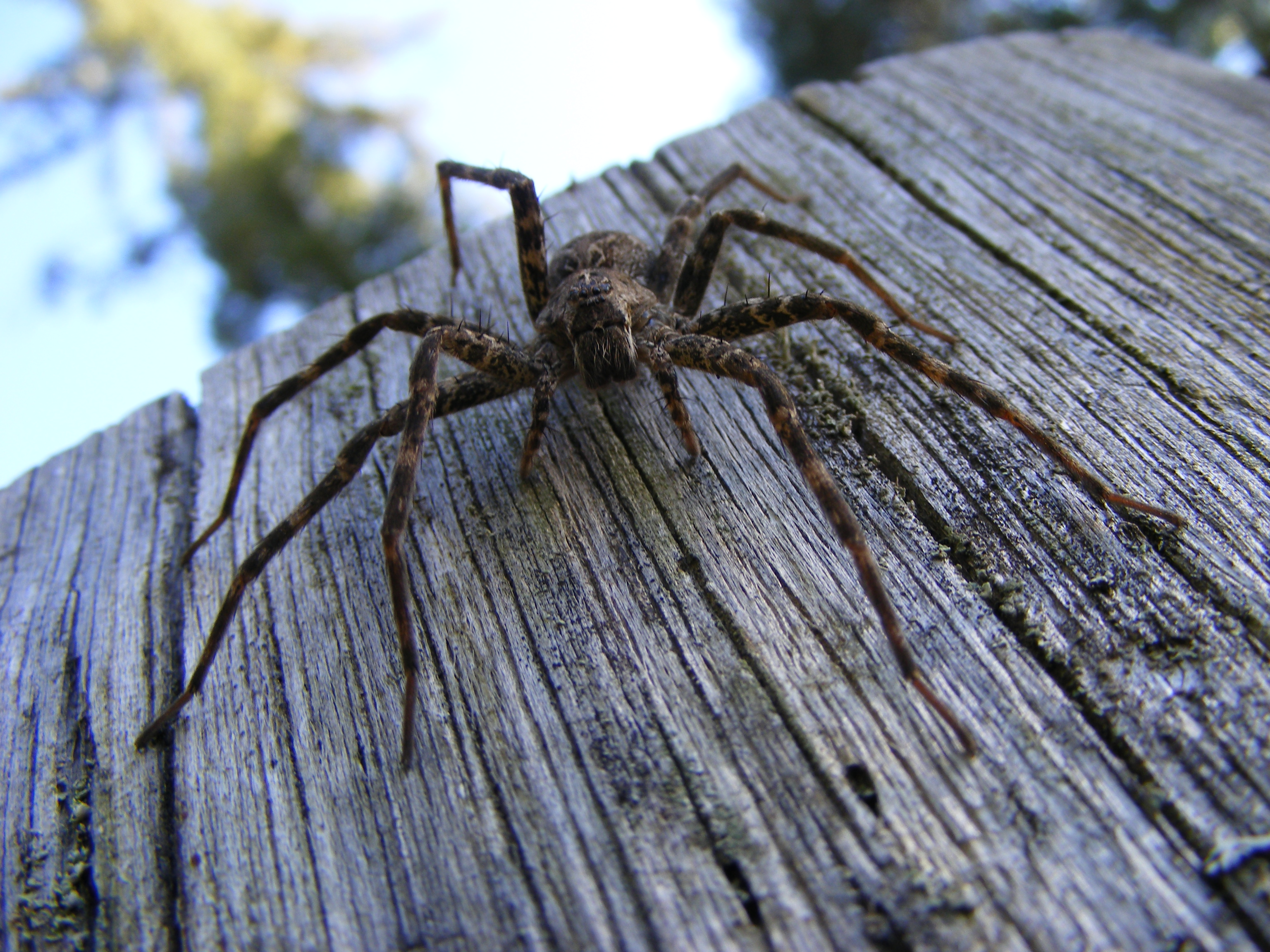 Dock Spider