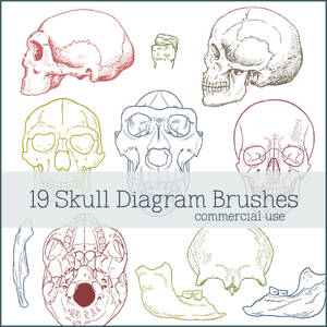 Skull Diagram Brushes