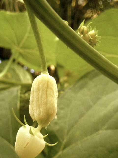 baBy Chayote