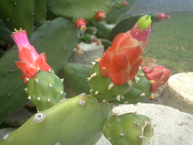 Rainbow Cactus