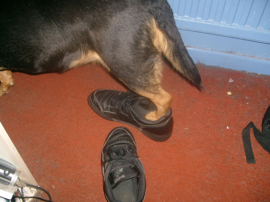 shoe dog by darthshade245 on DeviantArt