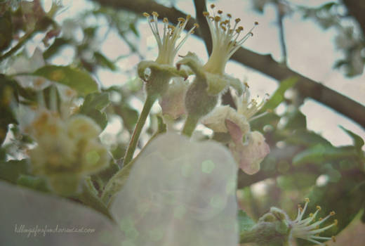 Apple Flower