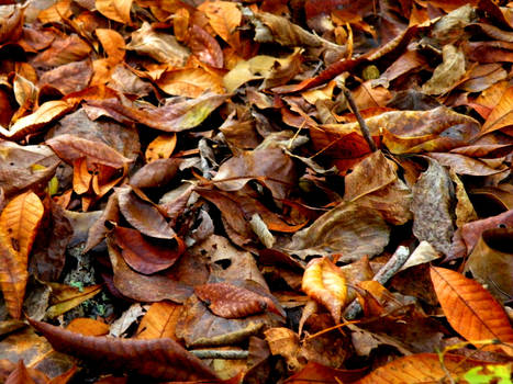 autumn carpet