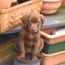 Flowerpot Puppy