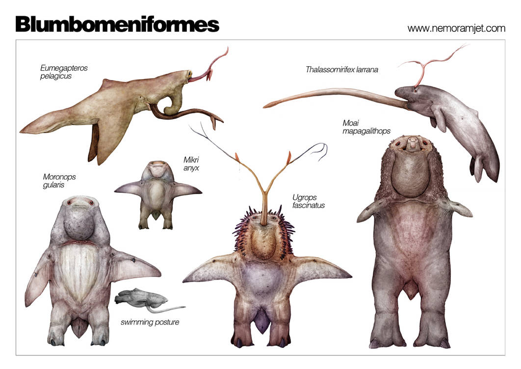 Bulmulum The Diversity of Blumbomen by nemo-ramjet on DeviantArt