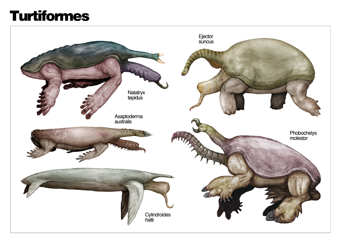 The Diversity of Turtiformes