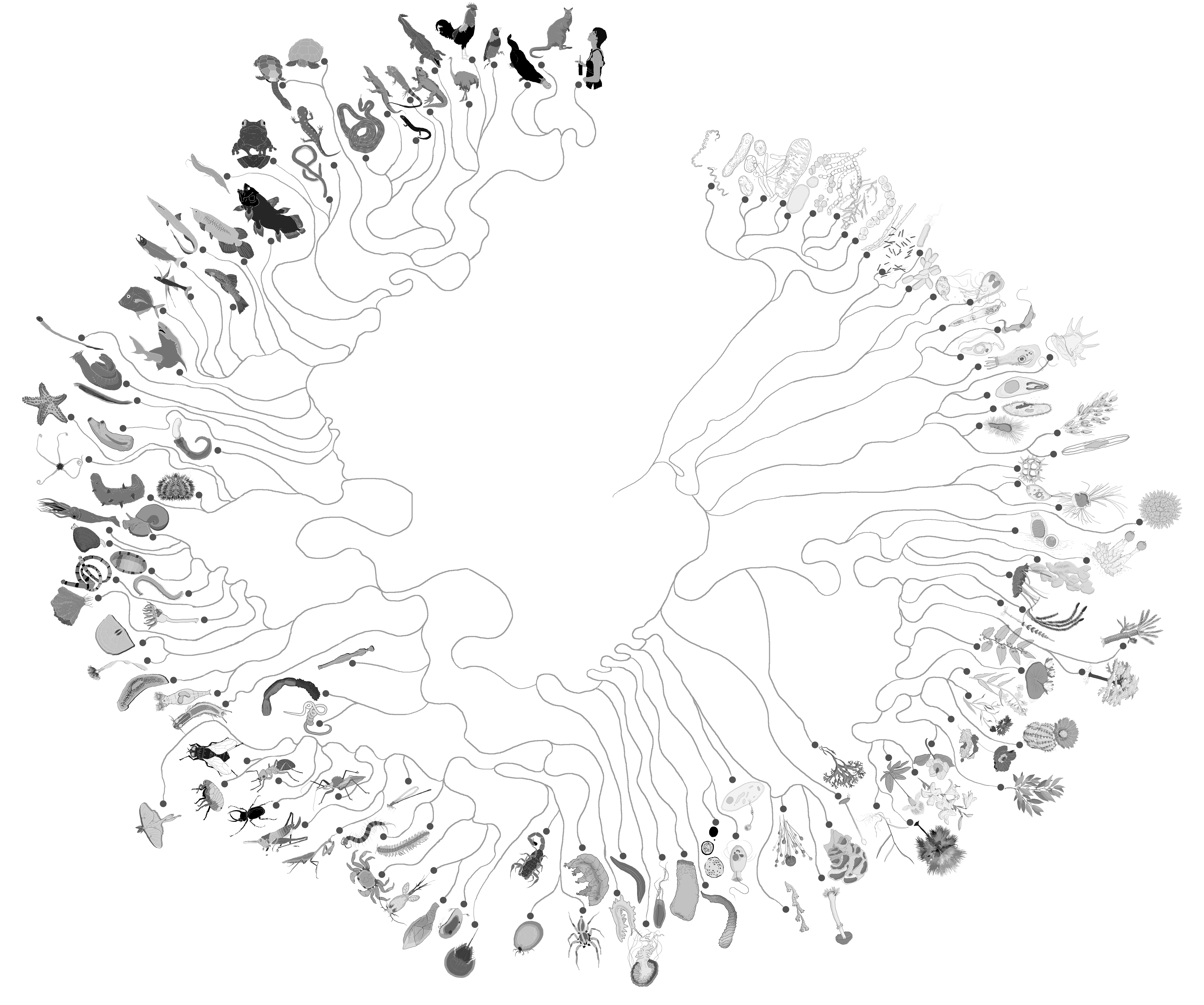 A Tree of Life