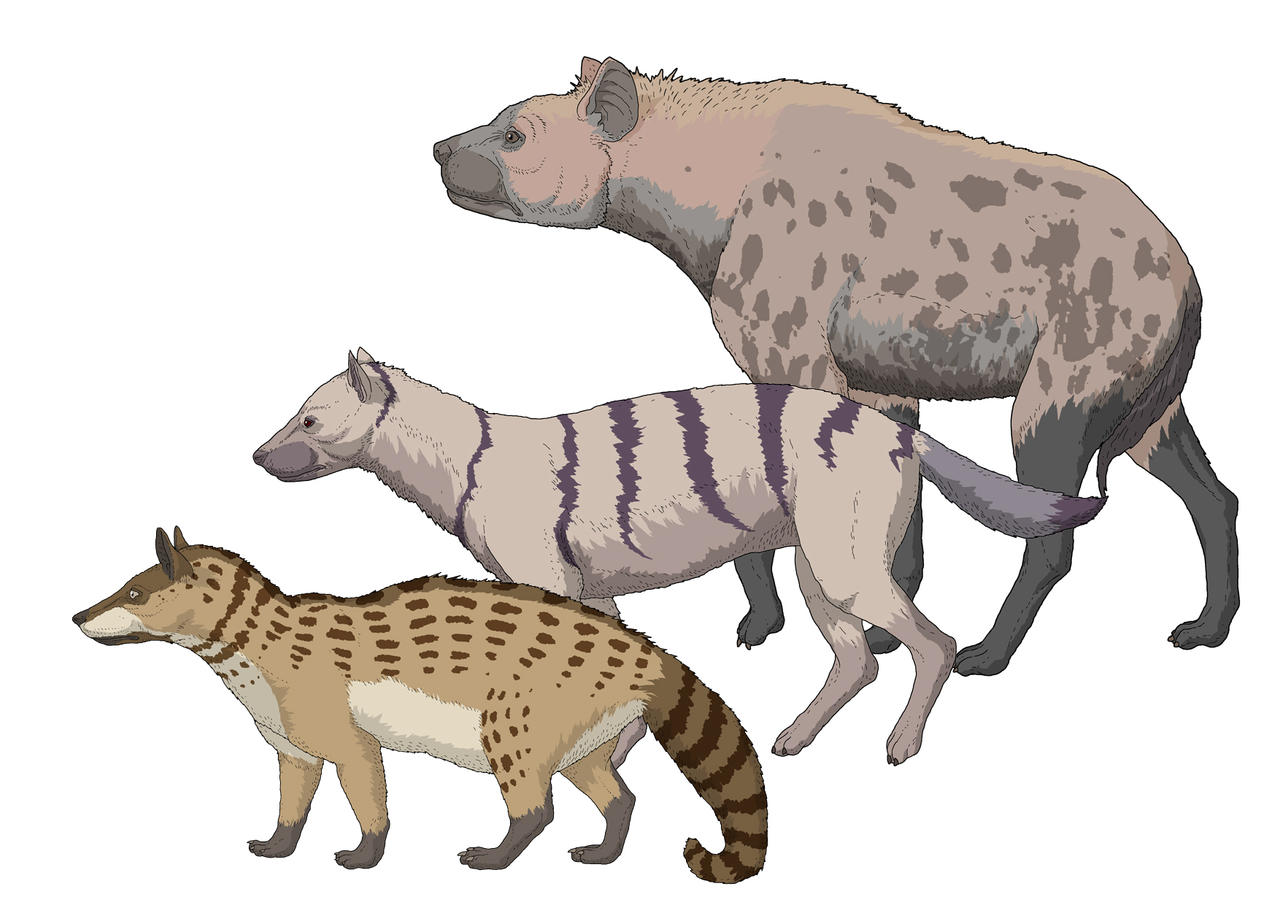 Prehistoric Hyenas of Anatolia