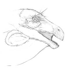From My Sketch Blog - Therizinosaurus Head Study