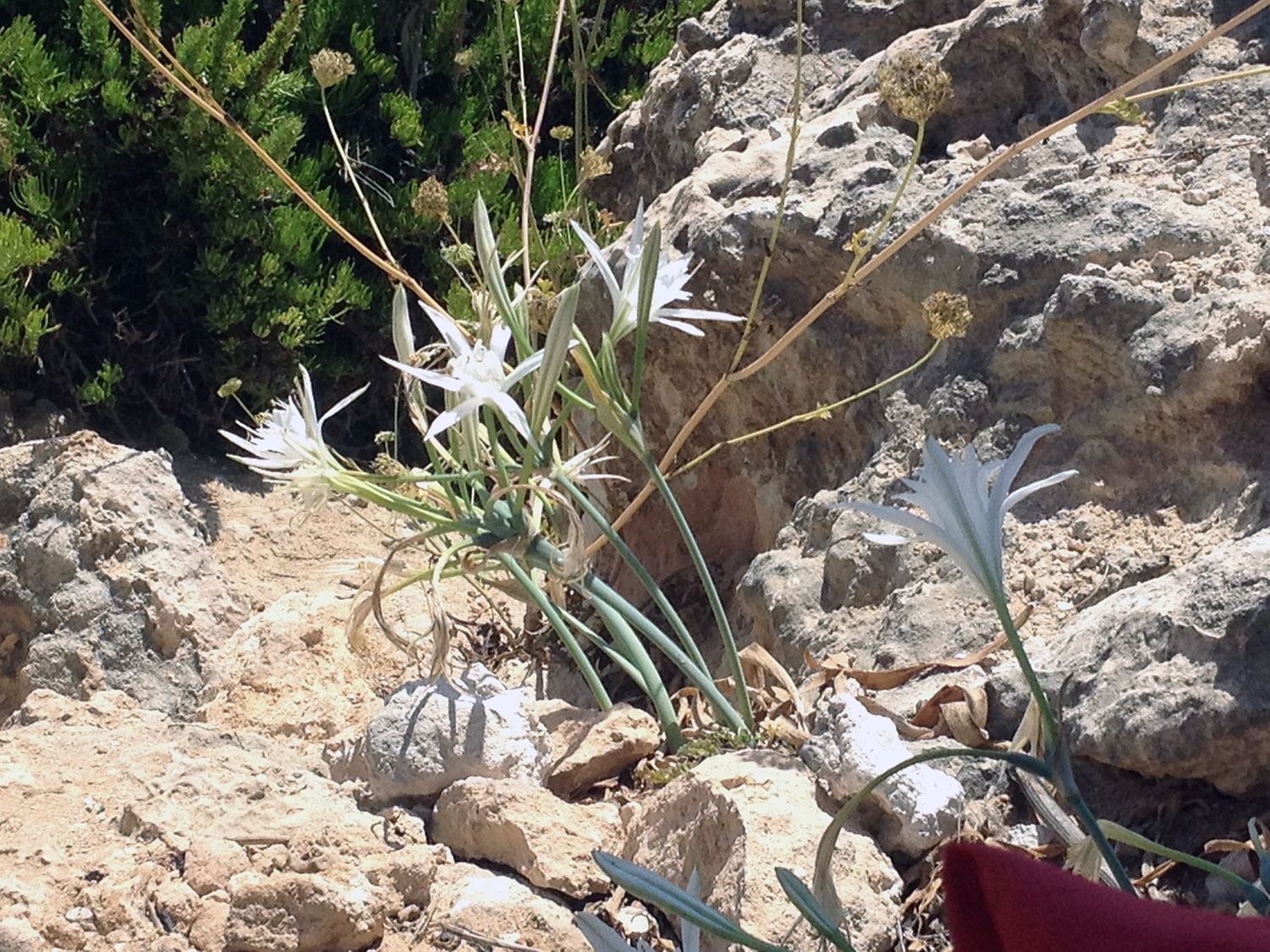 Rare plant in Malta