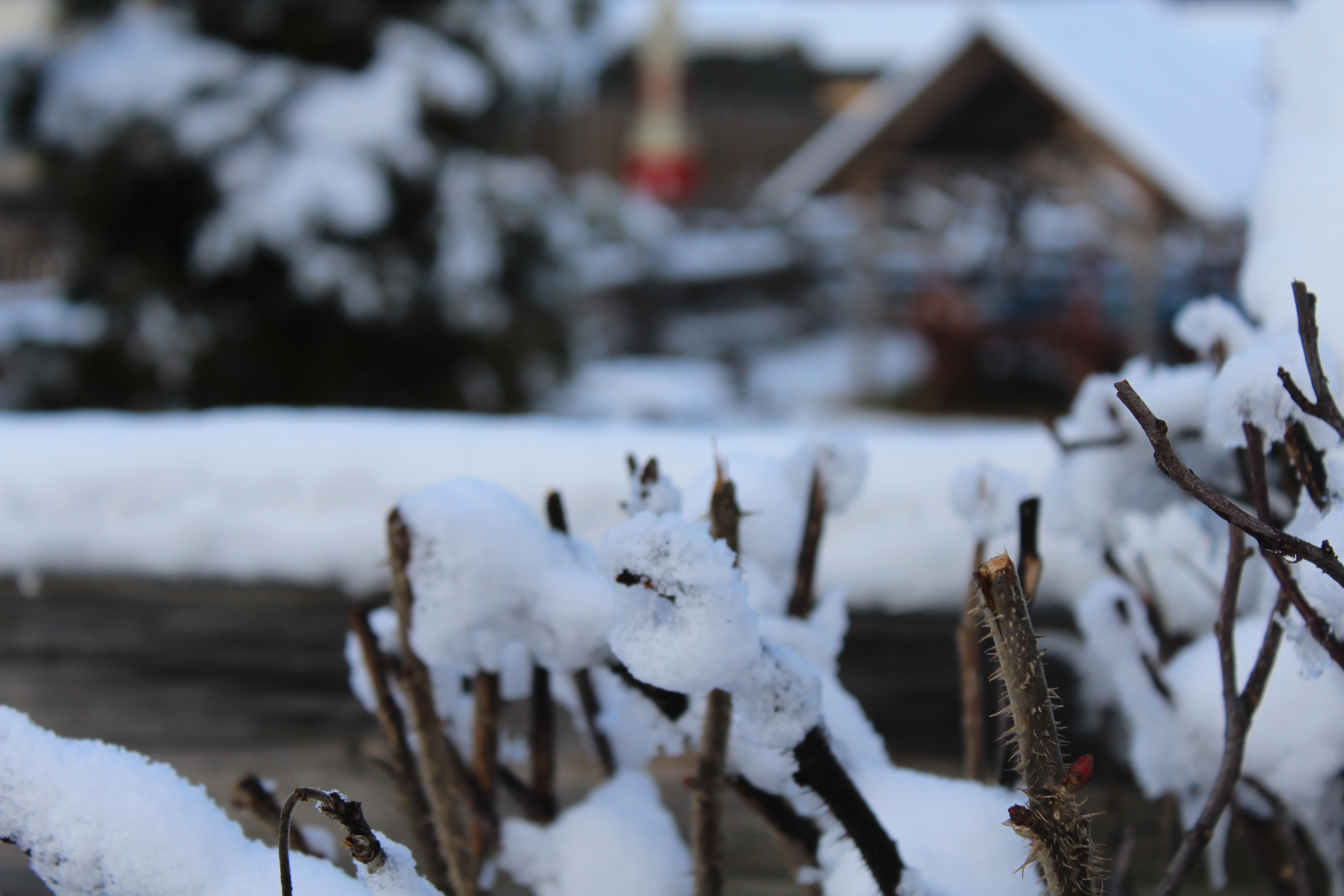 Snow on Branches