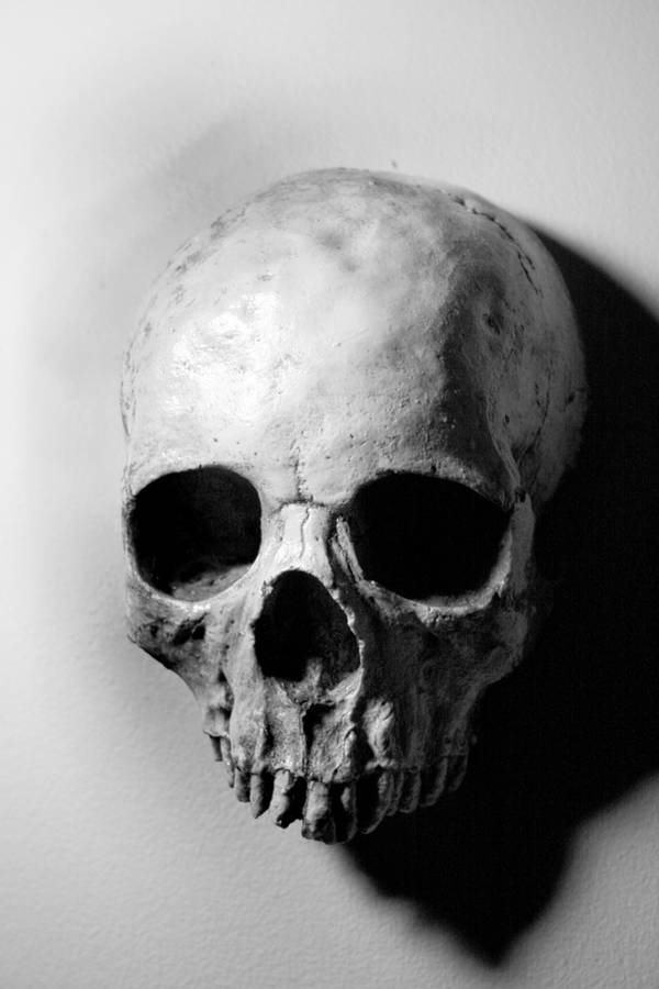 Stock: Skull 4 by TamvakisPhoto