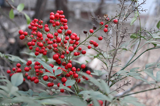 Red Berries on a Winter's Day 2