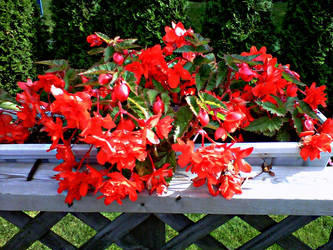 Red Splash of Colour