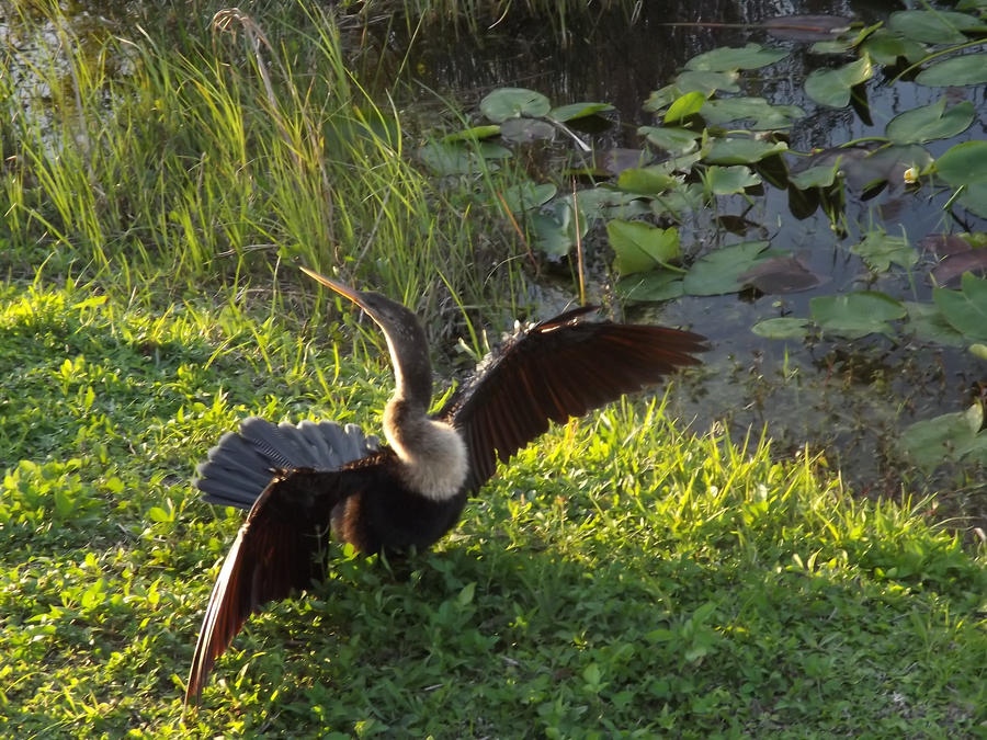 Anhinga- the showy bird