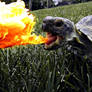 Little Tortoise, Big Flame