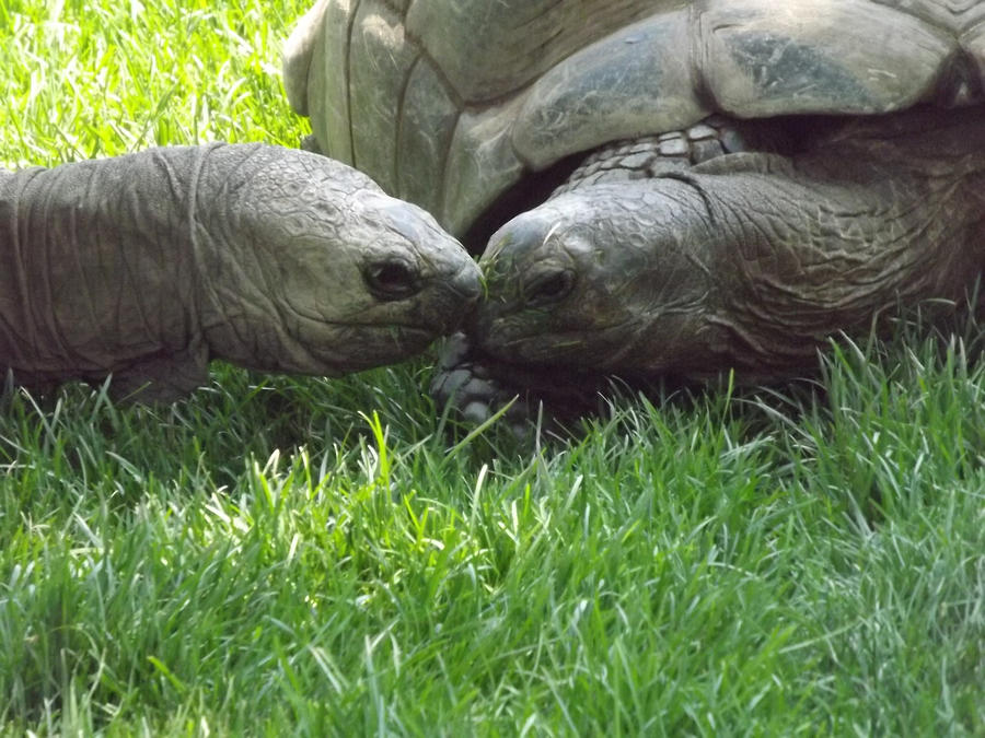 More Aldabra Kisses