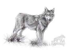 Wolf Sketch