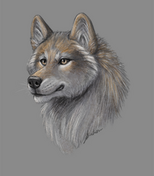 Wolf Portrait