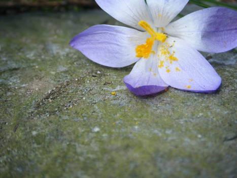 Crocus' after storm