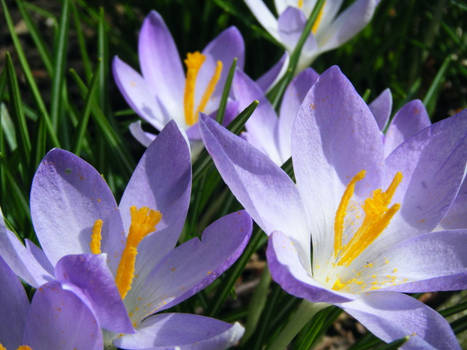 Crocus' in bloom.