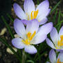 Crocus' in bloom II