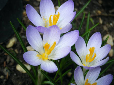 Crocus' in bloom II