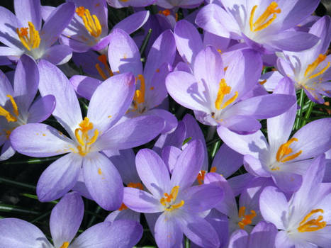 Crocus after storm.