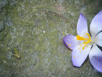 Crocus after storm. III