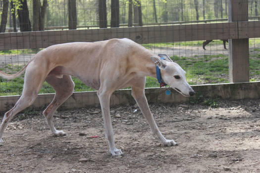 White Greyhound 1