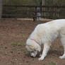 Great Pyrenees 6