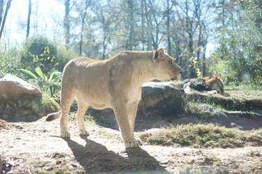 Lioness 1