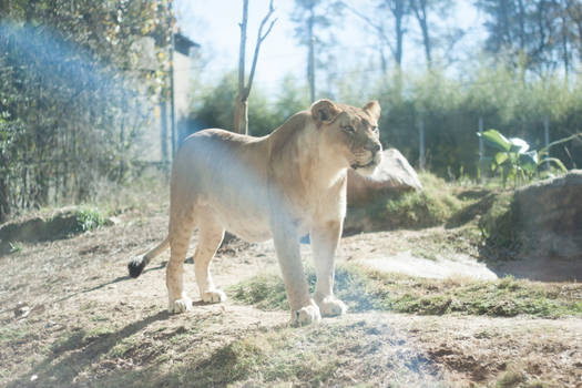 Lioness 6