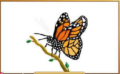 Monarch Butterfly